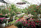 'Thiên đường' 600 loài hoa hồng của nữ Thạc sĩ giữa lòng Hà Nội