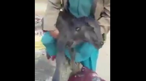Xuất hiện bê 2 đầu kỳ quái ở Pakistan
