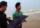 Giải cứu cá heo mắc cạn ở bờ biển Nghệ An