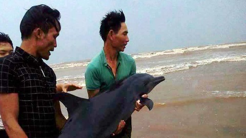 Giải cứu cá heo mắc cạn ở bờ biển Nghệ An