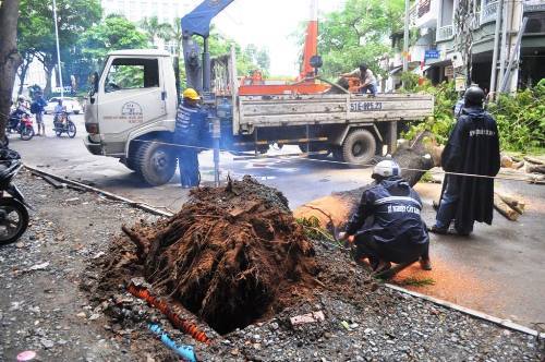 Cây xanh lại bật gốc trên phố trung tâm Sài Gòn