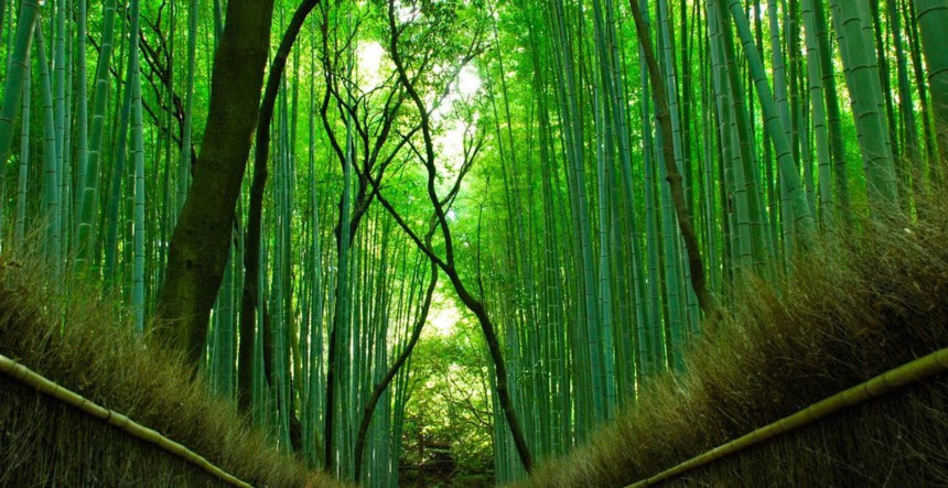 Rừng tre Nhật Bản: Hãy xem hình ảnh về rừng tre Nhật Bản và cảm nhận sự khác biệt với các loài tre khác. Với thiết kế độc đáo hình ống, chúng ta sẽ được chiêm ngưỡng một cảnh quan tràn đầy cảm hứng và tuyệt vời đến kỳ lạ.