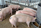 Thịt lợn tăng giá từng ngày: Người dân lại xót ruột