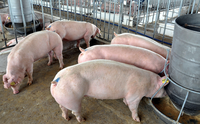 Thịt lợn tăng giá từng ngày: Người dân lại xót ruột