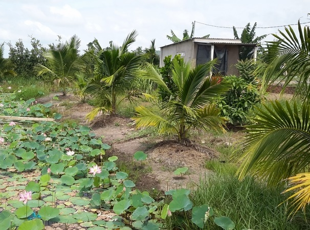 Mượn đất em trai canh tác rồi tự ý đứng tên sổ đỏ