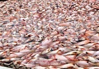 Đà Nẵng: 60 tấn cá chết xếp lớp dày đặc trên sông