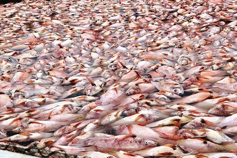 Đà Nẵng: 60 tấn cá chết xếp lớp dày đặc trên sông