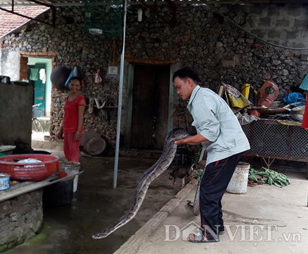 Kỳ lạ cặp trăn quý sống trong nhà: Trả cây vàng không bán