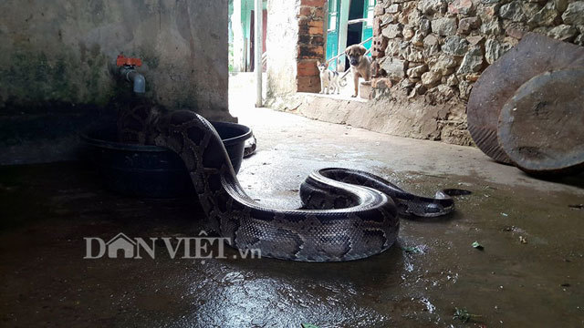 Kỳ lạ cặp trăn sống trong gia đình ở Hòa Bình