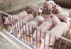 Giá thịt lợn lên 45 ngàn/kg: Tăng cao nữa là có vấn đề