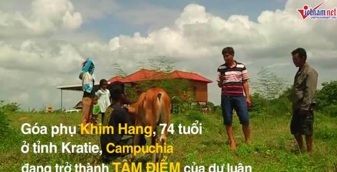 Góa phụ cương quyết lấy bò làm chồng gây xôn xao dư luận