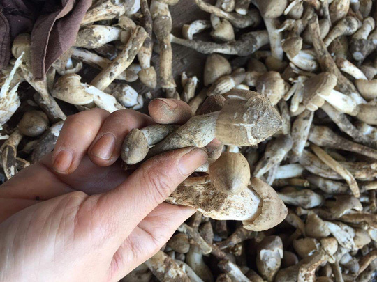 1,5 triệu đồng/kg nấm mối cuối mùa