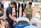 Hải Phòng xử lý thành công ô nhiễm nước hồ Hạnh Phúc