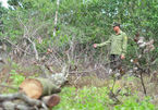 Công an truy tìm kẻ đầu độc 242 cây gỗ trong rừng phòng hộ