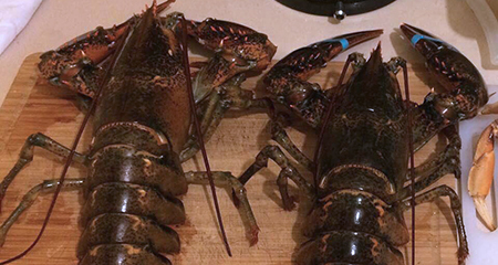 Đại gia Việt săn tôm hùm ‘khổng lồ’ nặng tới 7kg tặng nhà vợ