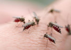 Những câu hỏi liên quan đến bệnh sốt xuất huyết