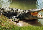 Cá sấu trả xác nạn nhân sau khi pháp sư 'triệu hồi'