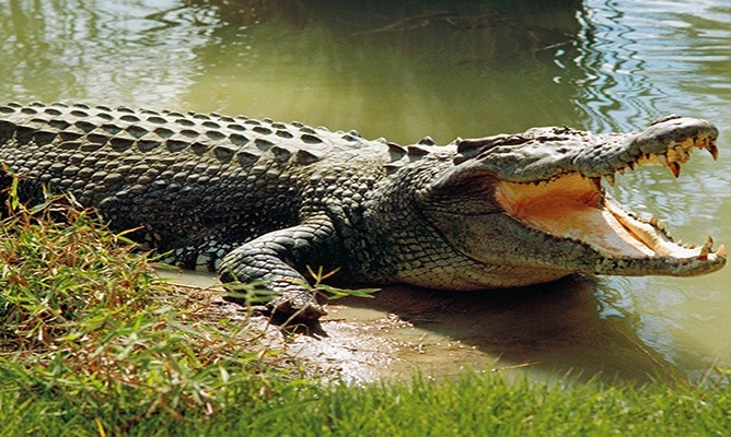 Cá sấu trả xác nạn nhân sau khi pháp sư 'triệu hồi'