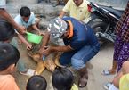 Cứu hộ rùa biển 70kg lạc vào Nhà máy Nhiệt điện Vĩnh Tân 2