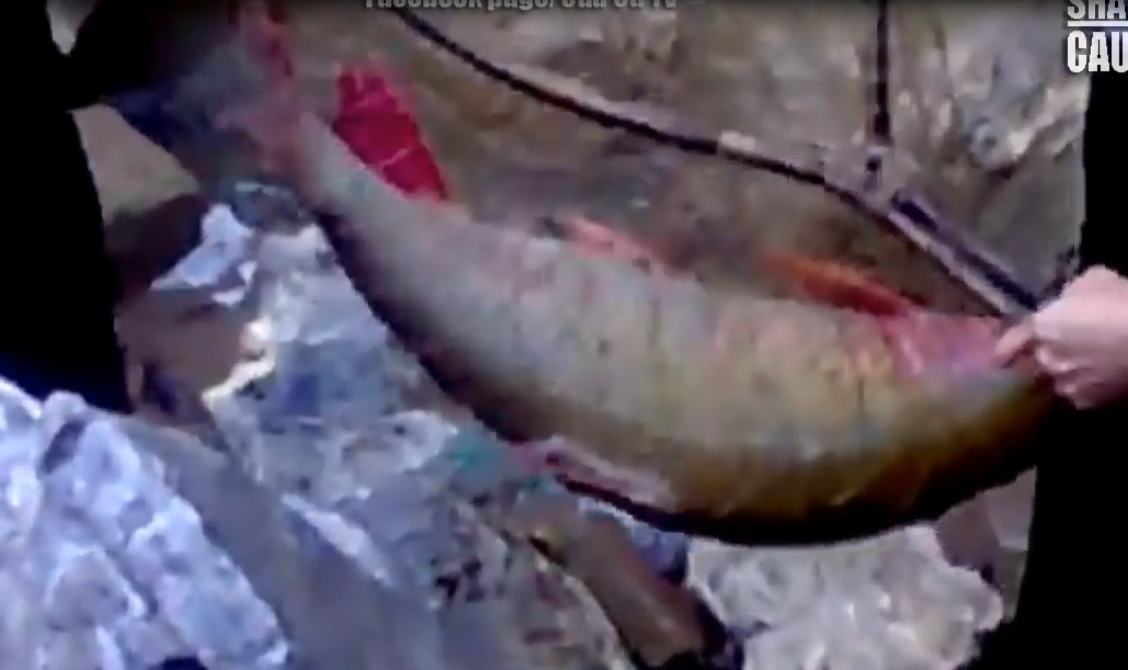 Câu được cá quý hiếm khổng lồ trên thượng nguồn sông Đà