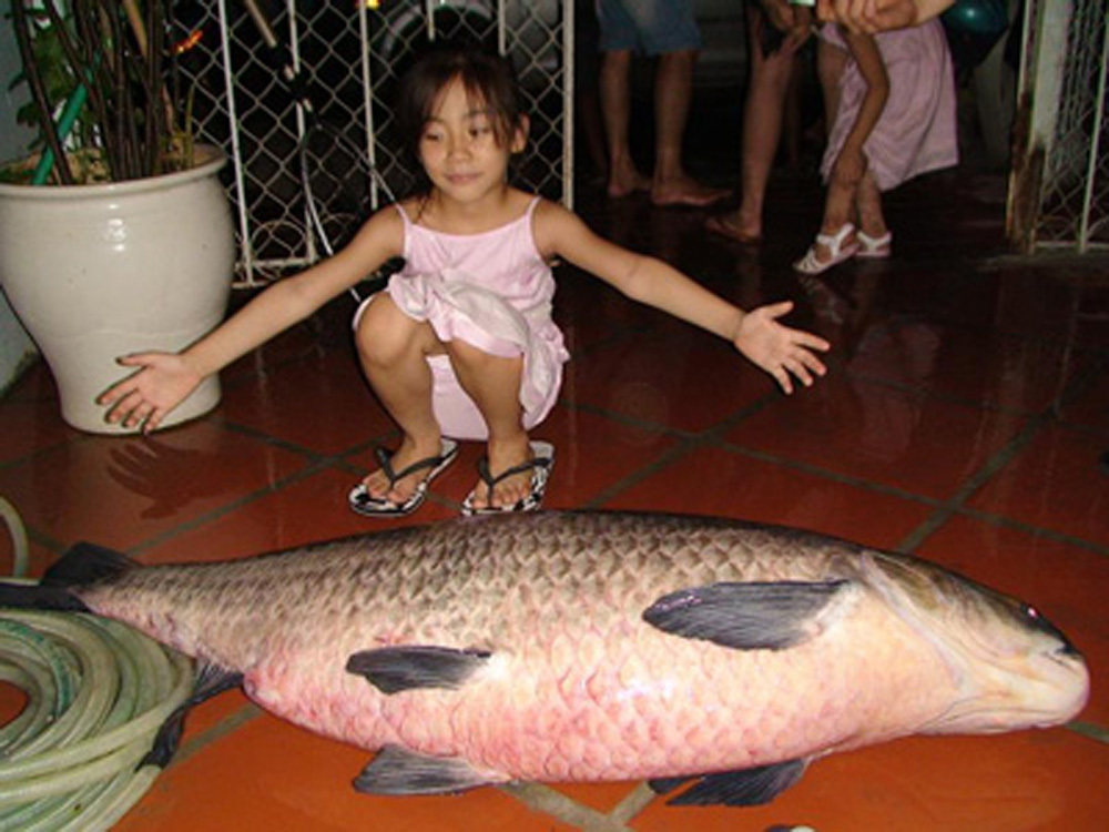 Cá trắm đen khổng lồ hiếm có: Mỗi lần xuất hiện gây xôn xao