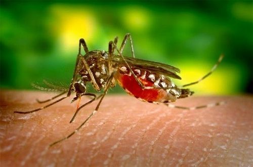 Bệnh sốt rét và cách phòng chống bệnh
