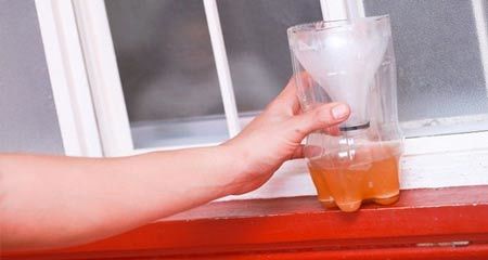 Chỉ mất 5 phút với 0 đồng, có ngay cách đuổi muỗi bằng bẫy từ chai nhựa, bắt được cả đàn muỗi