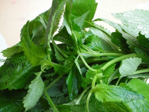 Điều trị bệnh thủy đậu bằng các loại lá cây hiệu quả