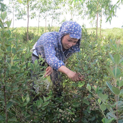 Bị gọi là 'điên' khi trồng sim dại, mới đầu vụ đã thu 20 triệu/ngày