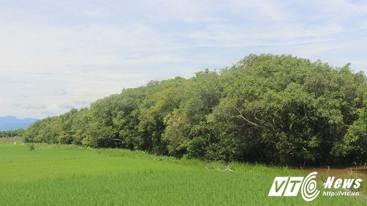 Rừng lộc vừng trăm tuổi: Báu vật ngôi làng xứ Huế