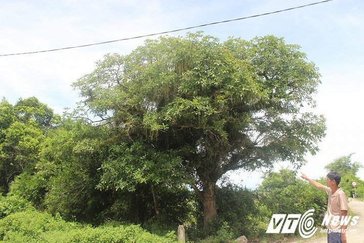 Kỳ lạ chuyện làng lập hương ước để bảo vệ rừng lộc vừng trăm tuổi