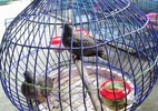 ‘Xin đểu’ 2 con cu gáy bị khởi tố tội cưỡng đoạt tài sản