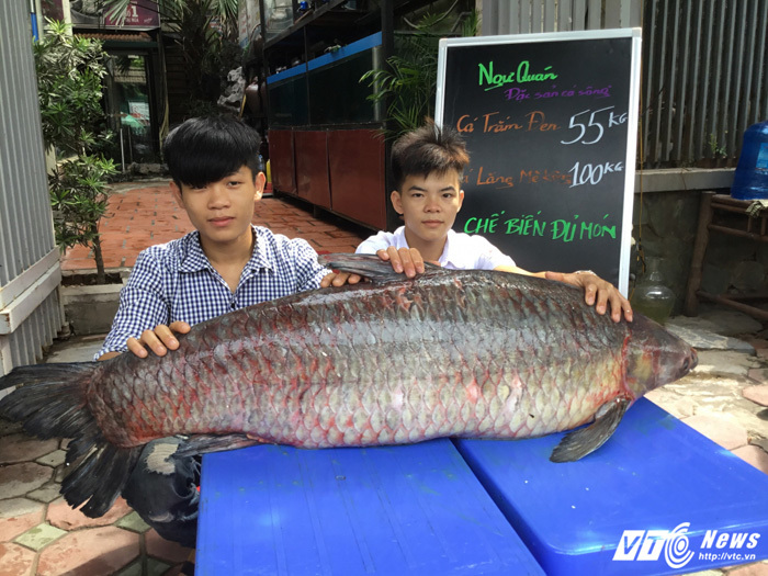 Cá trắm đen kỷ lục nặng 55kg 'bơi' từ Thác Bà về Hà Nội