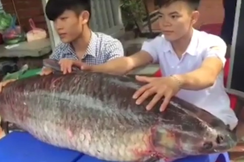 Cá trắm đen kỷ lục nặng 55kg 'bơi' từ Thác Bà về Hà Nội