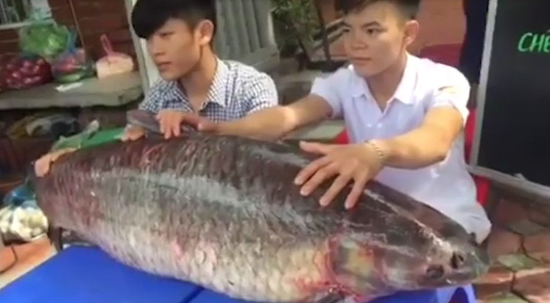 Cá trắm đen kỷ lục nặng 55kg 'bơi' từ Thác Bà về Hà Nội