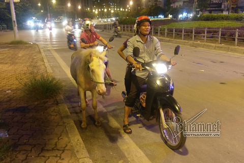 ngựa bạch trên đường