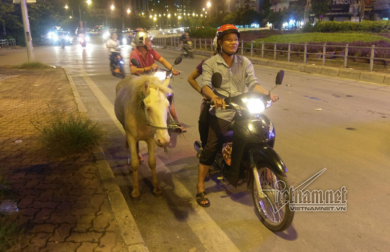 Ngựa bạch phi nước đại trên phố Hà Nội