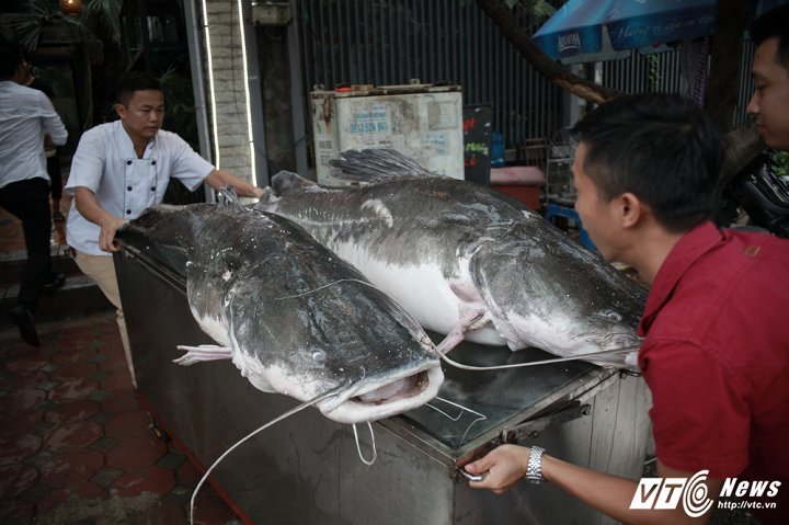 Cặp cá lăng cực hiếm 100 kg bay từ Campuchia về Hà Nội