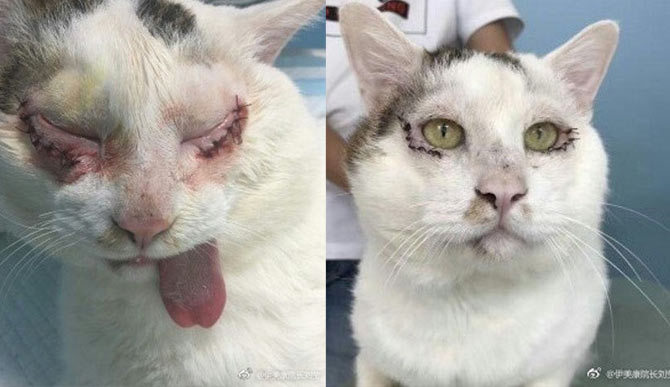 Mèo cũng phẫu thuật cắt mí mắt