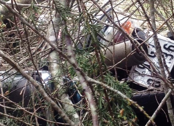 Tùng cổ thụ ở Đà Lạt bật gốc, 1 cô gái may mắn thoát chết