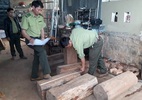 Phát hiện gỗ thông đỏ quý hiếm trong nhà Trưởng ban quản lý rừng
