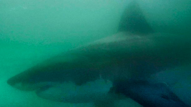 Khoảnh khắc 5 cá mập trắng bủa vây 2 người đẹp lướt sóng