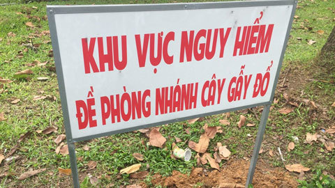 Nữ công nhân ở Sài Gòn bị nhánh cây rơi trúng đầu, nguy kịch