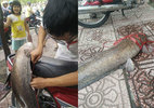 Người Sài Gòn câu được cá trê 'khủng' trên kênh Nhiêu Lộc