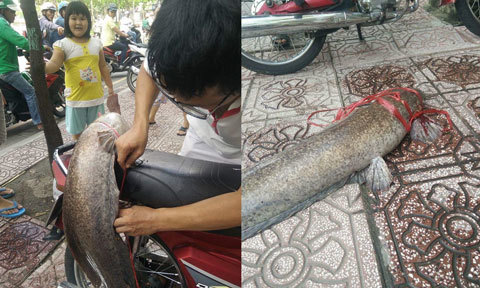 Người Sài Gòn câu được cá trê 'khủng' trên kênh Nhiêu Lộc