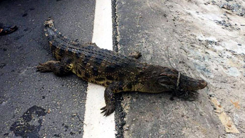 Bắt được cá sấu 30 kg ở Hà Nội