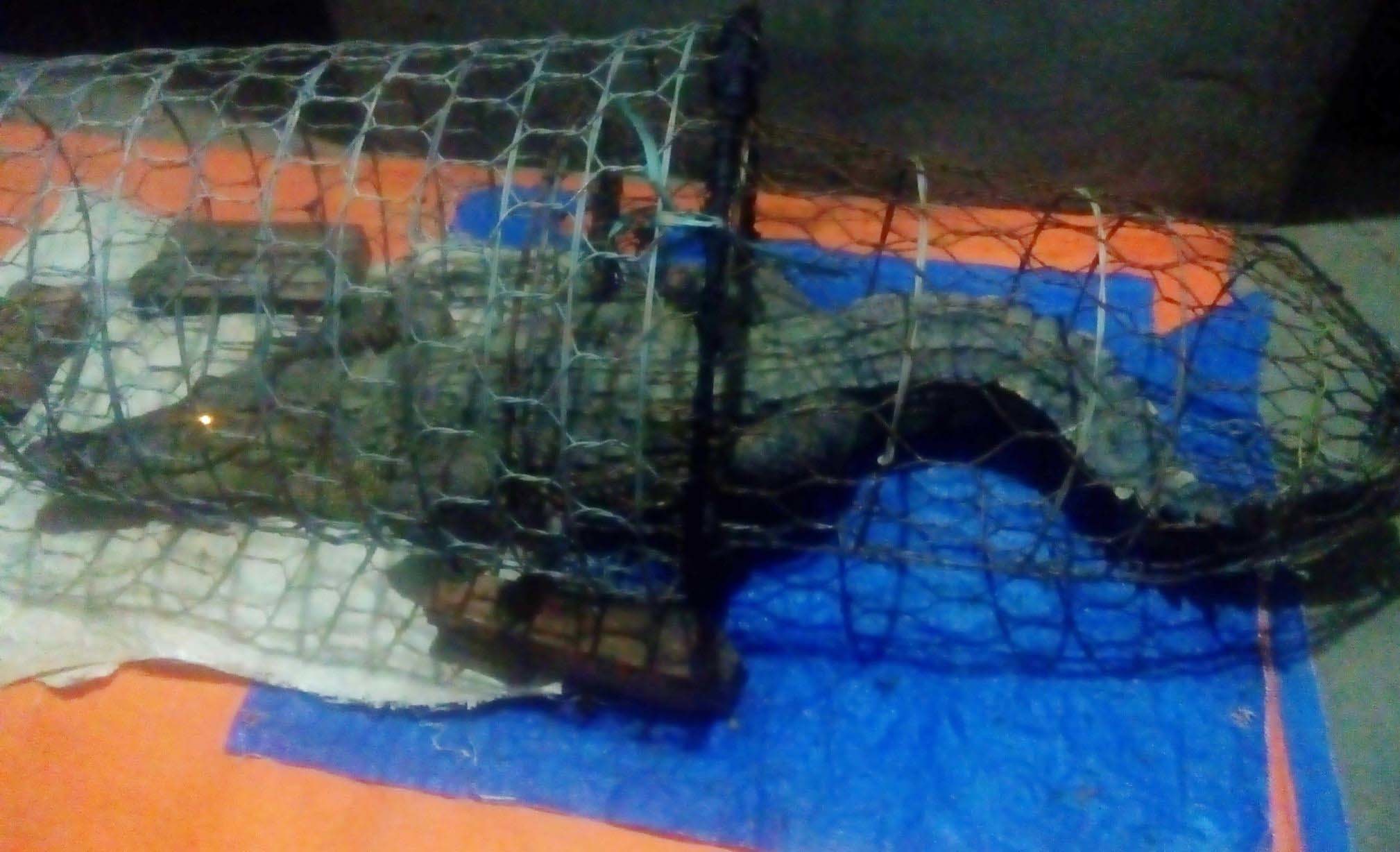 Lo cá sấu nặng hơn 40 kg tiềm ẩn trên sông Hà Nội