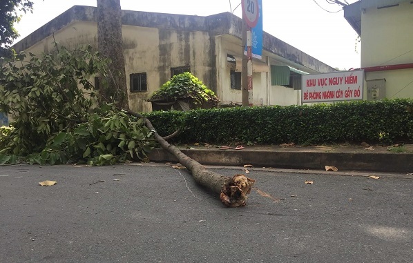 Nữ công nhân bị nhánh cây đè ở Sài Gòn đã tử vong