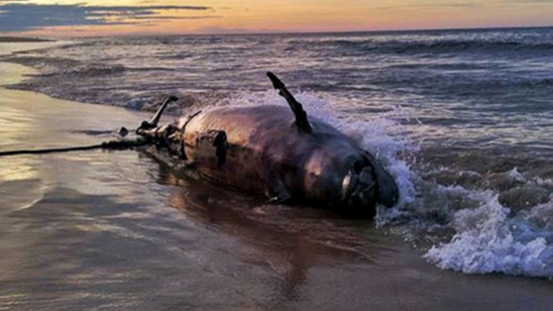 Cá heo nặng 3,5 tạ dạt biển Thừa Thiên - Huế