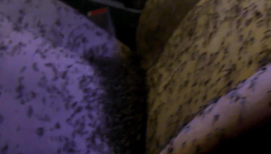 Hàng triệu con muỗi mở tiệc nhảy múa trên ô tô